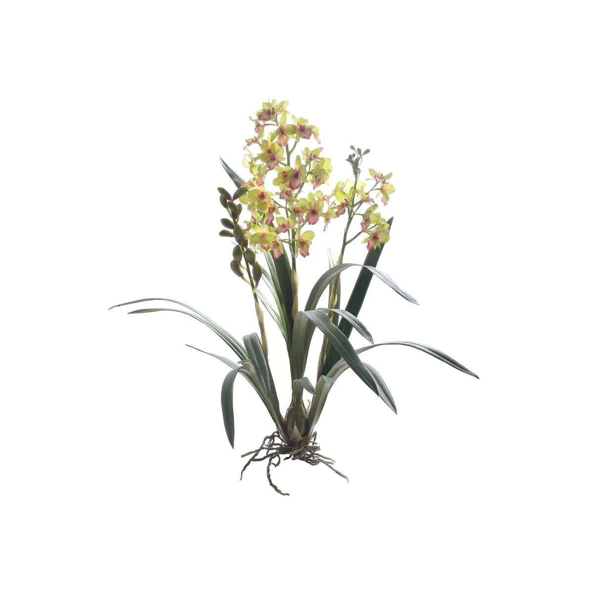 34" Green Dendrobium Orchid