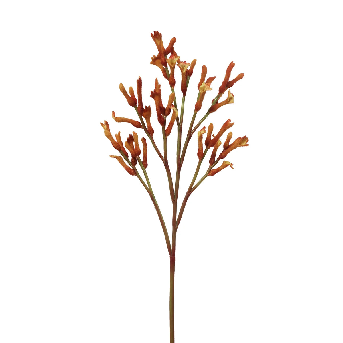 Kangaroo Paw 30"