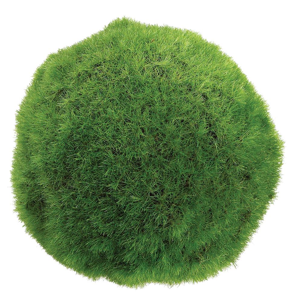 4" Green Moss Ball