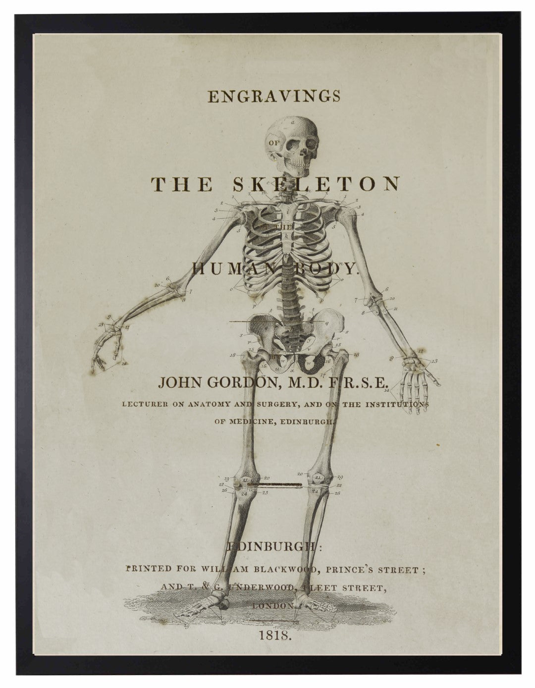 Skeleton on Book Page Artwork