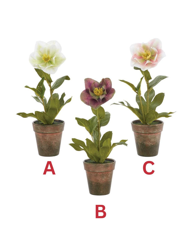11" Helleborus With Pot, Assorted
