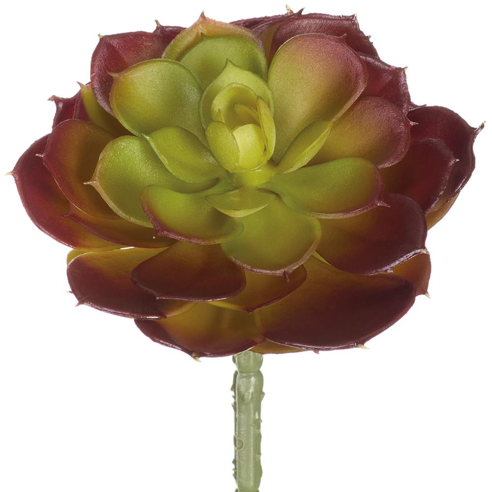Pick Cabbage Echeveria 6" Burgundy