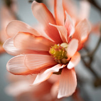 33" Salmon Coral Magnolia Spray