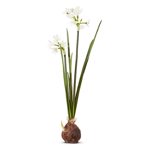 18" Paperwhite Bulb Plant (CLR)