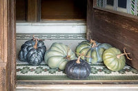 Medium Green Heirloom Pumpkin