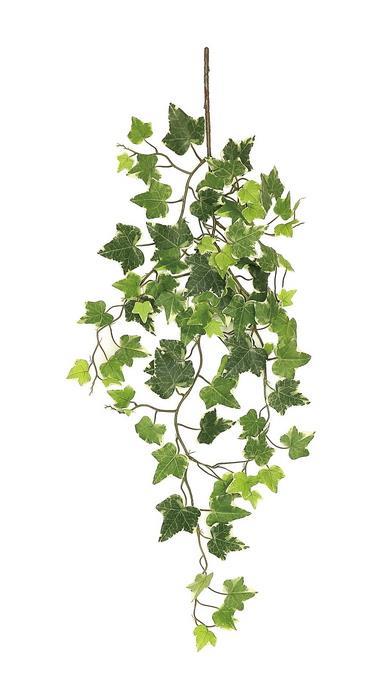 33" Variegated English Ivy Vine