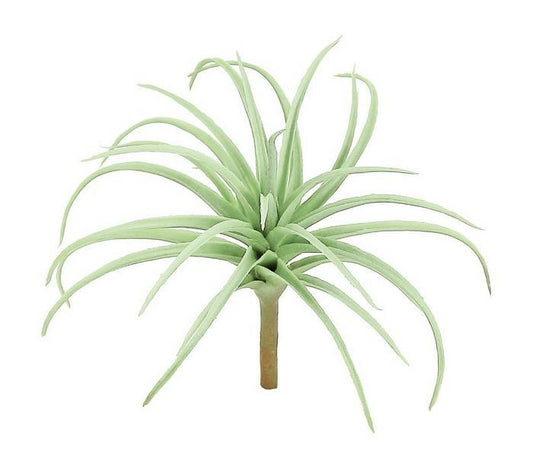 6" Sage Tillandsia Spider