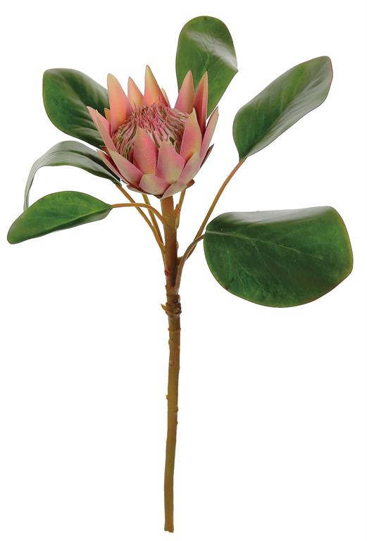 22" Mauve King Protea