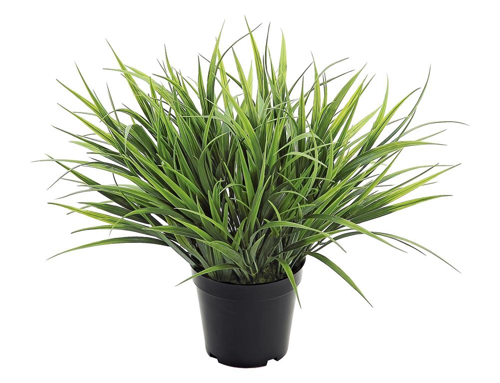 15" Green Spider Grass In Pot