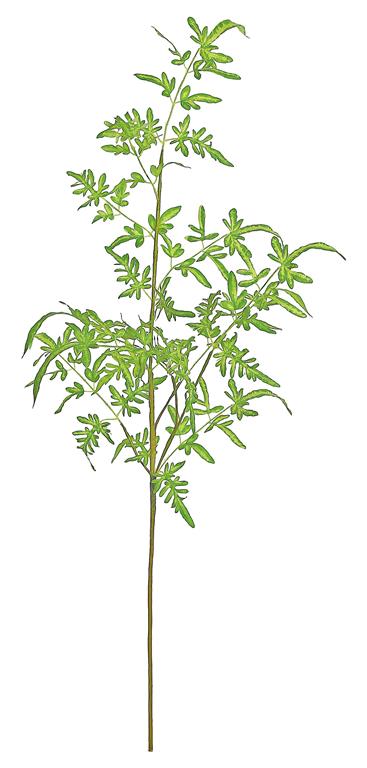 41" Green Dragon Fern Spray
