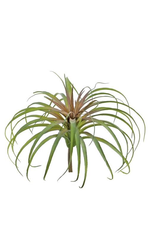 10" Sage/Red Tillandsia