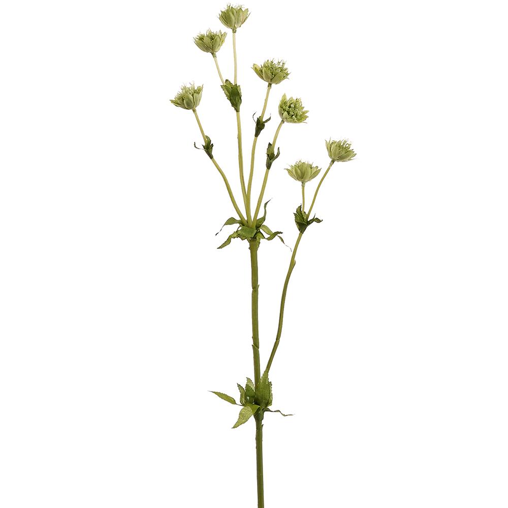 23" Green Astrantia Spray