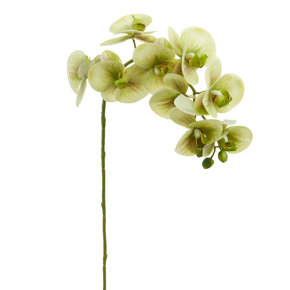 30" Green Phalaenopsis Orchid Spray