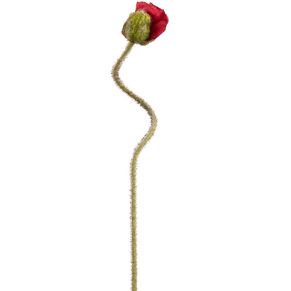 27" Red Poppy Bud Spray