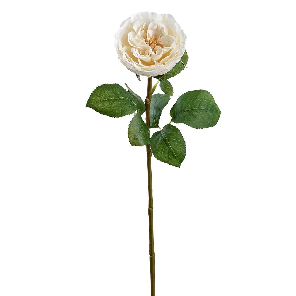 Spray Rose 26" Cream