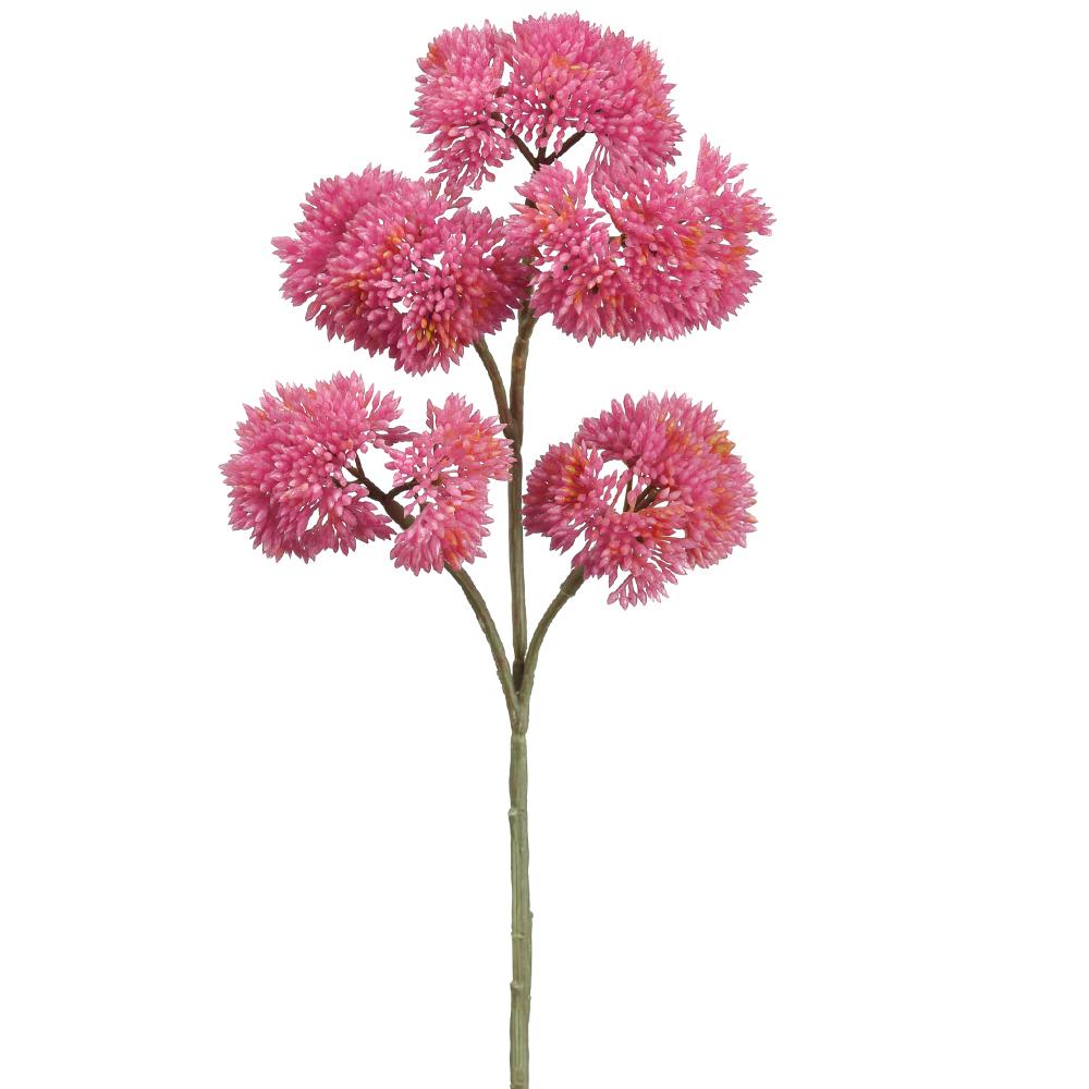 Spray Sedum 12" Bt