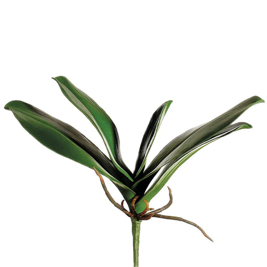 11" Green Phalaenopsis Orchid Leaf Plant