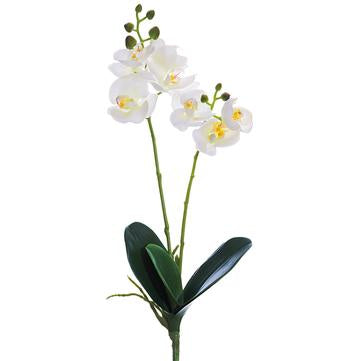 18.5" White Phalaenopsis Orchid Plant