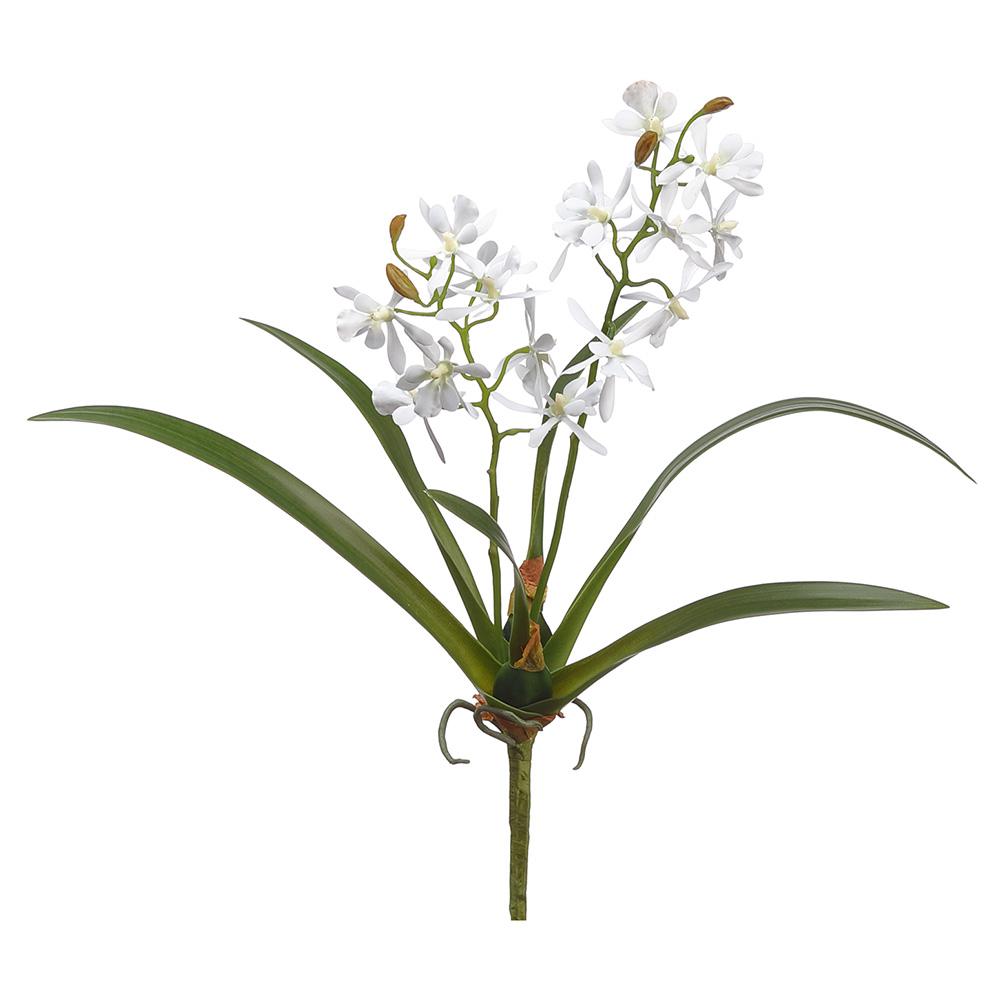 16" Mini Cattleya Orchid Plant, White