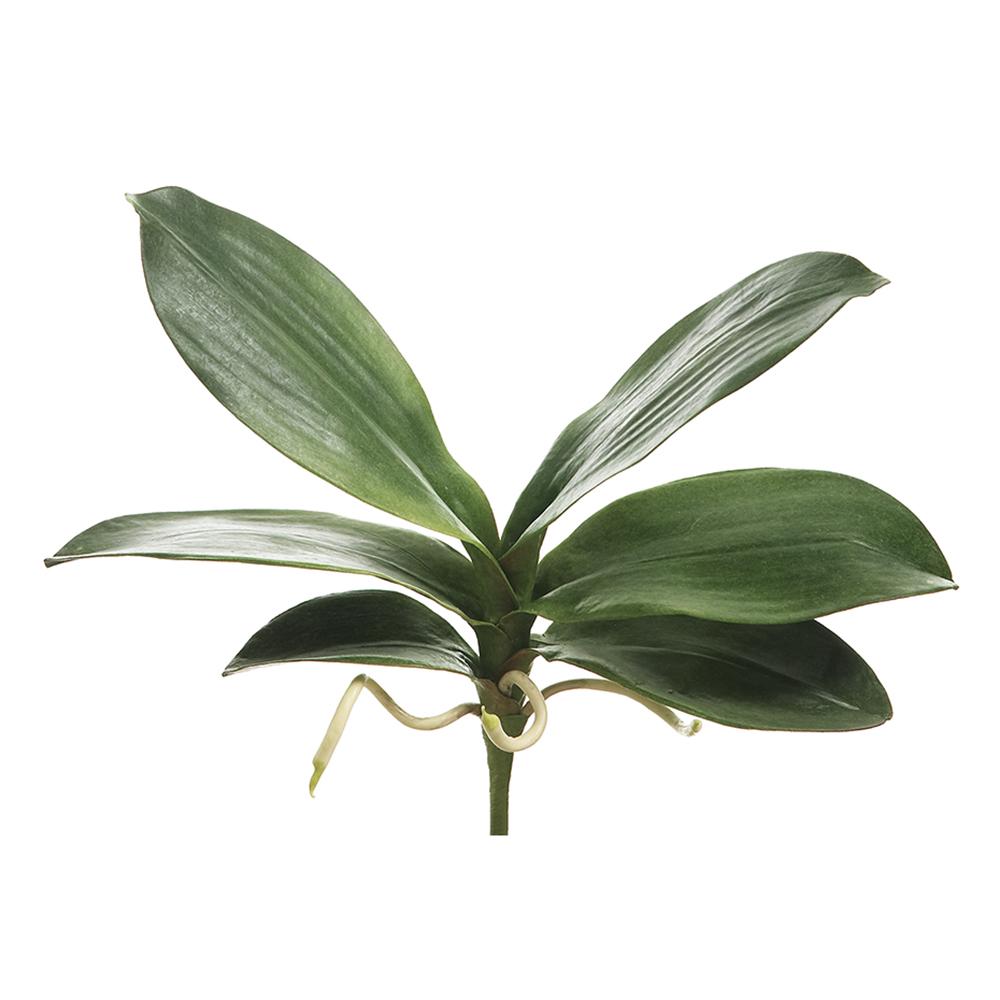 8" Green Phalaenopsis Leaf Spray