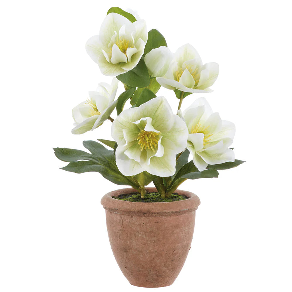 12" Helleborus Flower Arrangement with Terracotta -Cream/Green