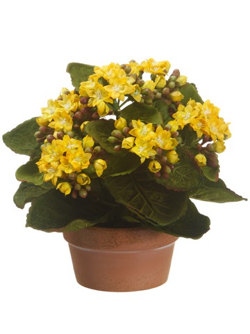 8" Yellow Kalanchoe In Pot