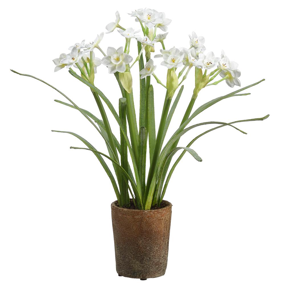 16" White Narcissus In Pot