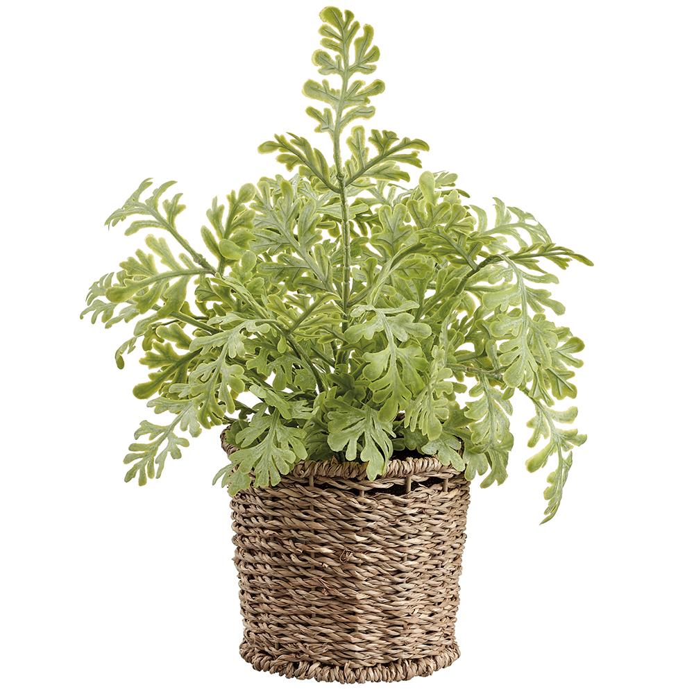 10" Green Fern In Basket