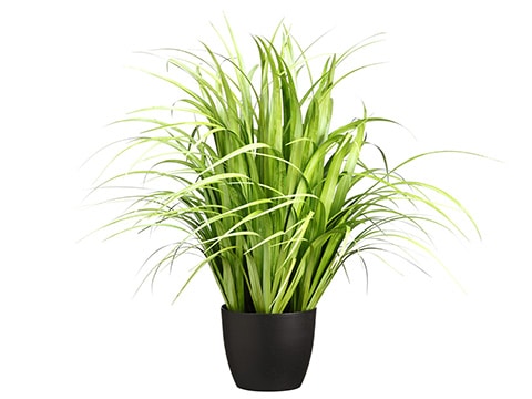Modern Display Reed Grass - Thumbnail 2