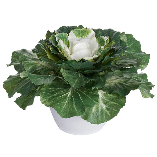 4.5" Ornamental Cabbage Plant with Pot