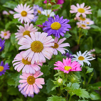 Assorted Seed Pops Pollinator