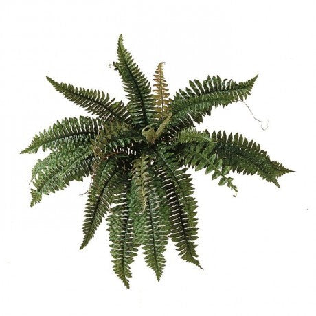 24" Green Estate Boston Fern