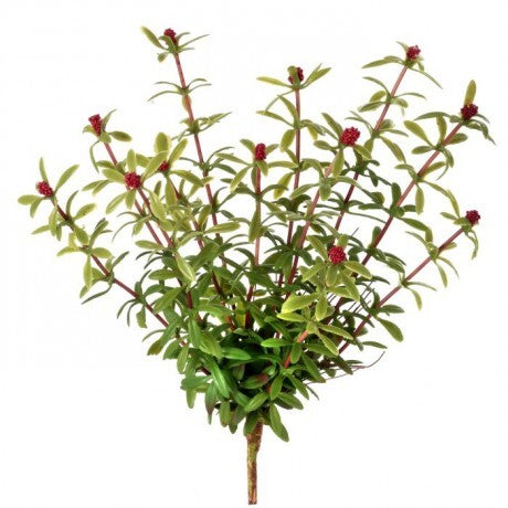 10" Beauty Flowering Moss Plant