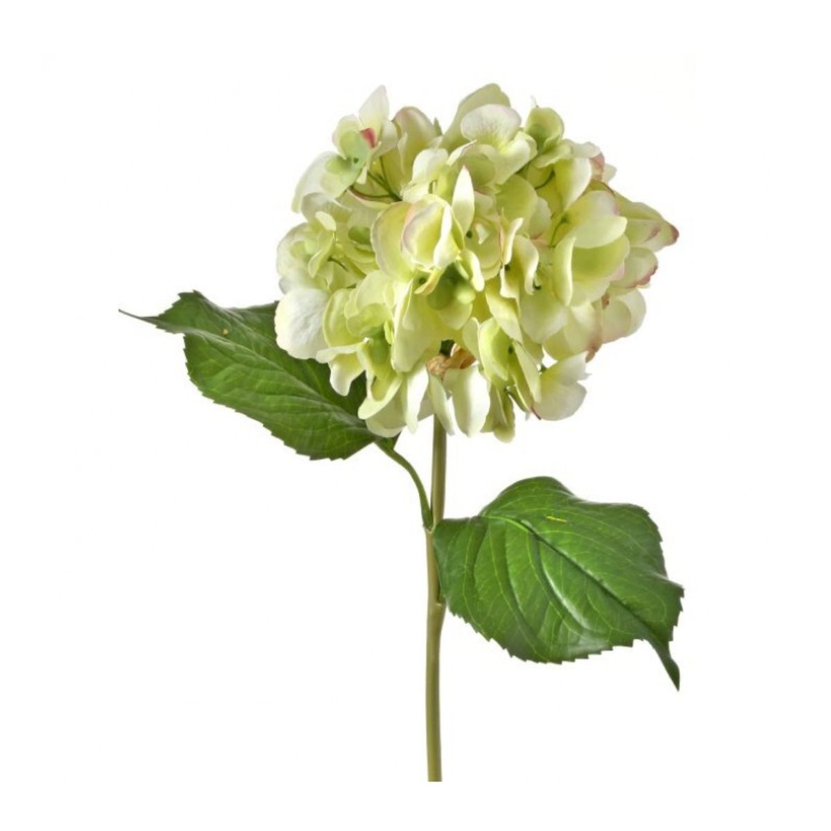 22" Green Grand Hydrangea