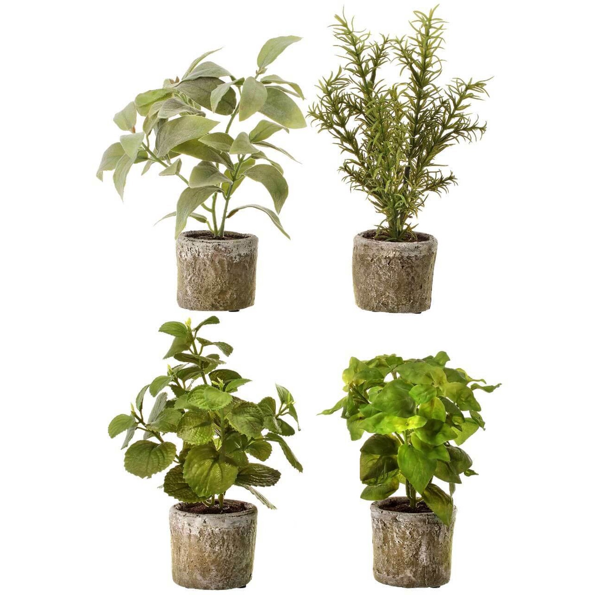 9" Potted Herb Assorted