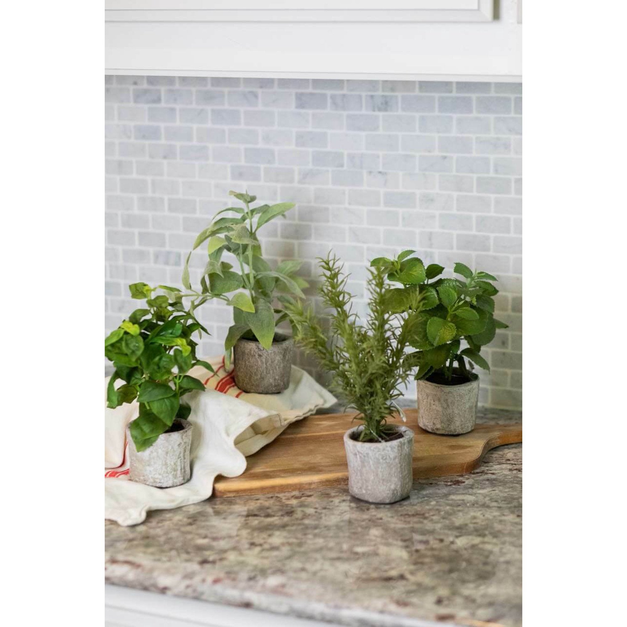 9" Potted Herb Assorted - Thumbnail 3