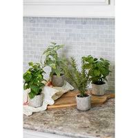 9" Potted Herb Assorted