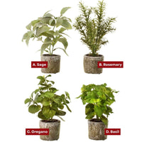 9" Potted Herb Assorted
