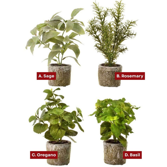 9" Potted Herb Assorted