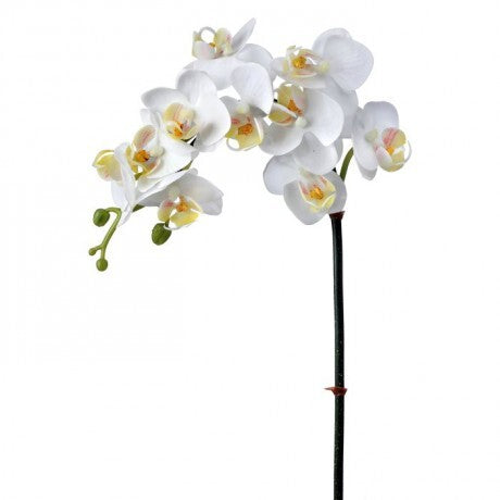 24" White Mini Orchid Phaleanopsis