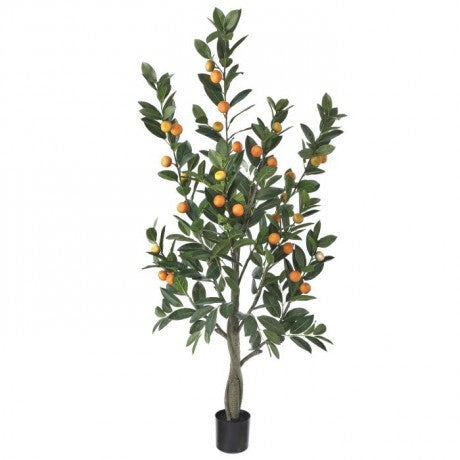 5' Orange Green Mandarin Orange Tree with Pot