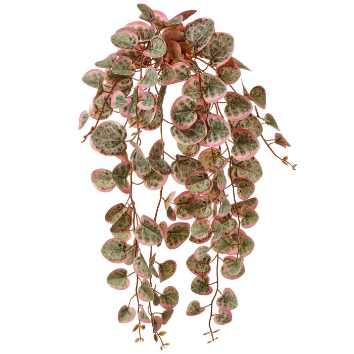 18" Green Pink Marble Creeping Charlie Bush