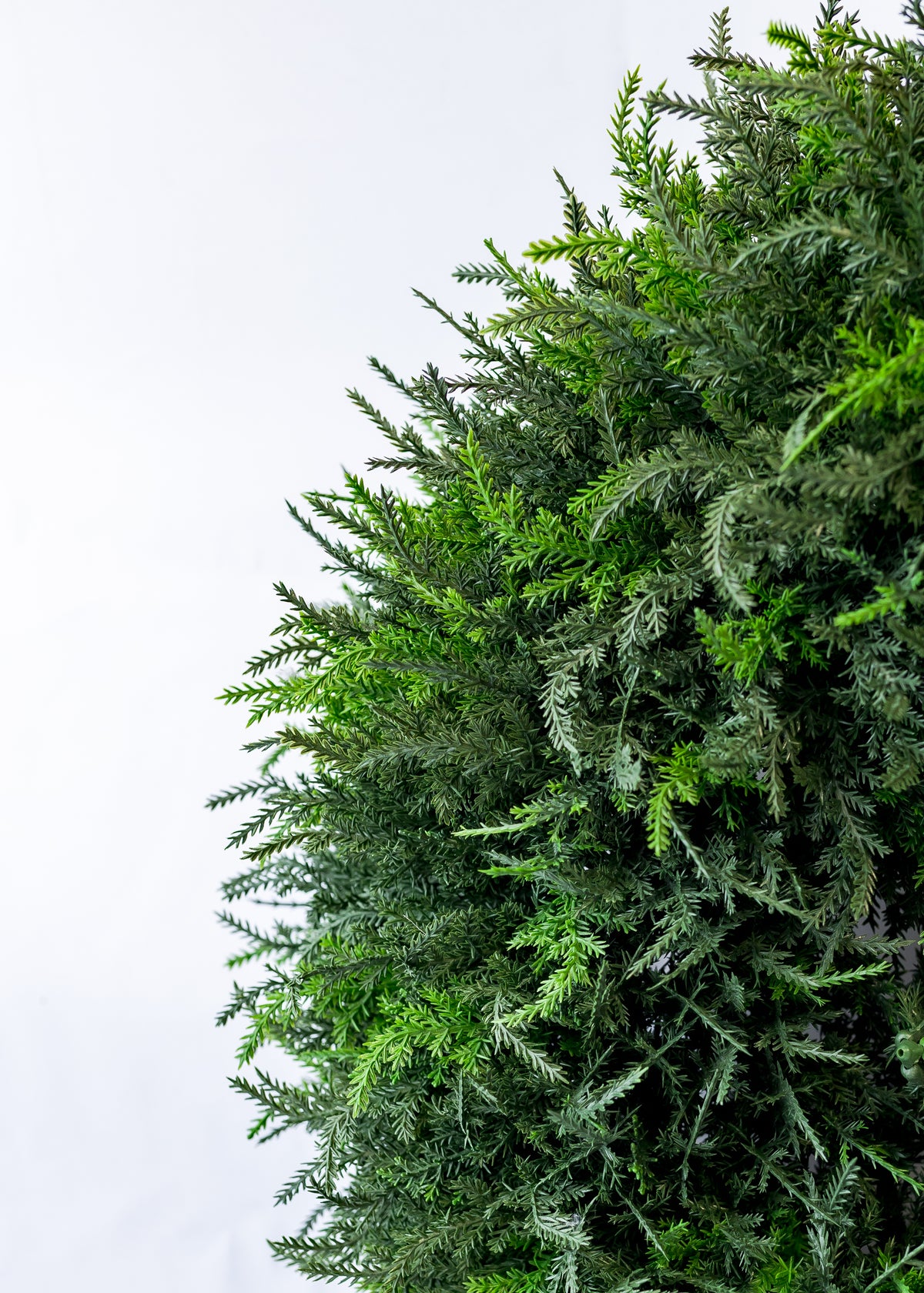 24" Cedar Wreath (CLR)