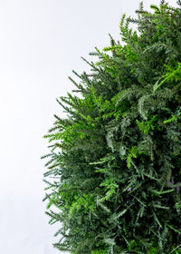 24" Cedar Wreath (CLR)