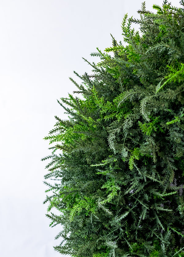 24" Cedar Wreath (CLR)