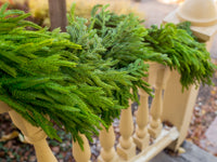 72" Real Touch Norfolk Pine Garland