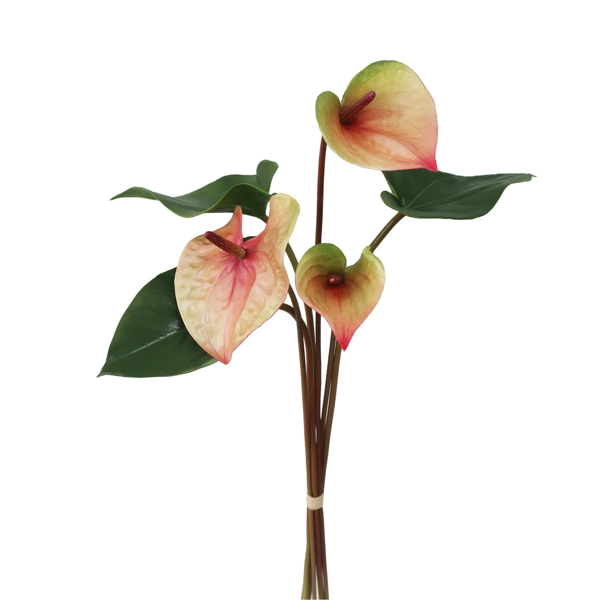 Peach Green Bouquet Painter's Palette Anthurium