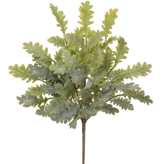 18" Green Gray Dusty Miller Bush