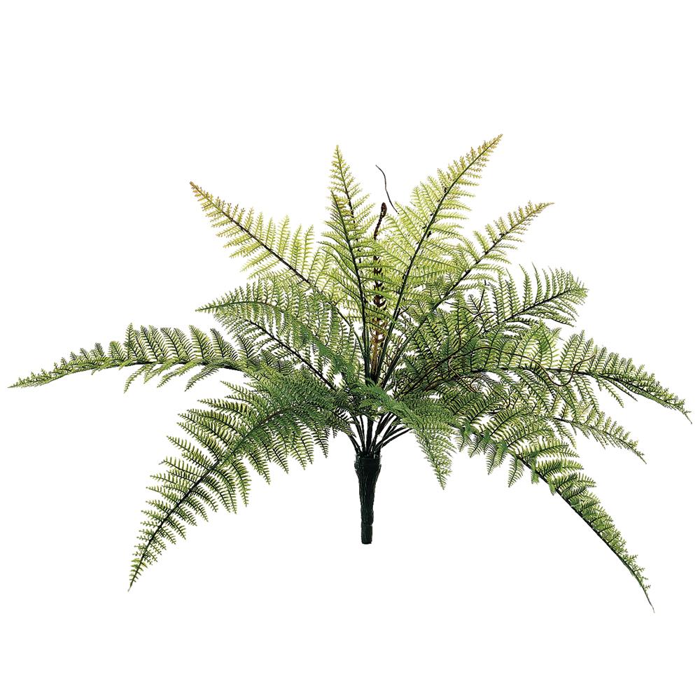 20" Green Mountain Fern Bush