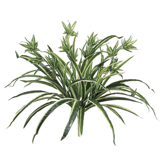 21" Green White Spider Plant